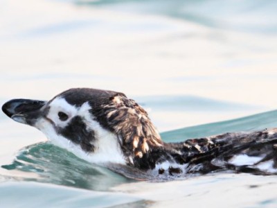 仰泳的正确姿势及慢动作视频解析