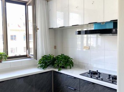 白花小松（白花小松多肉）