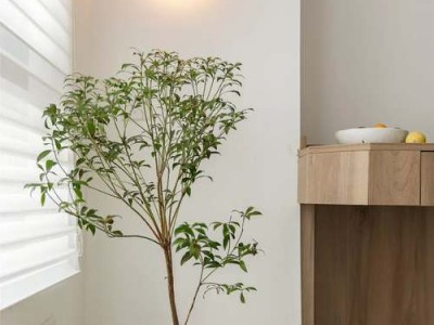 夏季装修壁纸粘贴一定要注意的三个方面！