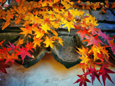 黄缘和枫叶哪个难养？详细比较和分析