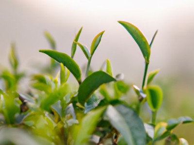 径山茶及径山茶产地哪里