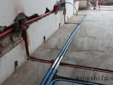 养哪个品种金钱龟好（养哪个品种金钱龟好养）