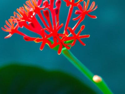 龙骨花（Spider Plant）的特点及适合在家中养殖的原因