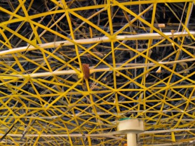 血橙（血橙的功效与作用）