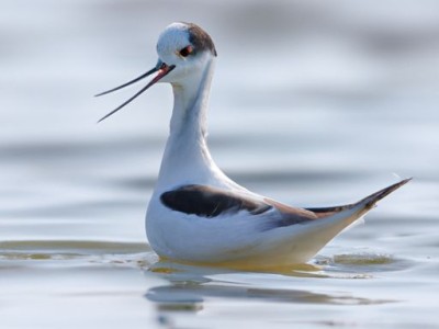 戴诚及戴诚亨：中国传媒业的开拓者
