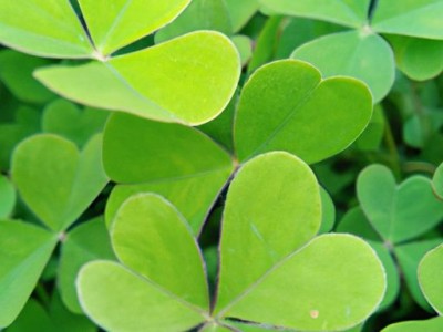 白三叶草及白三叶草种子价格：打造美丽园林的首选植物