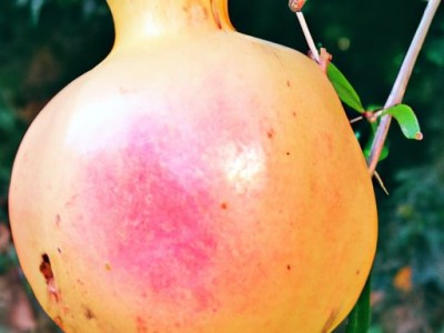 哪个国家石榴出名及哪个国家石榴出名最多？