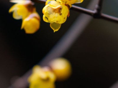 腊梅花是哪个季节？腊梅花是哪个季节开的花？