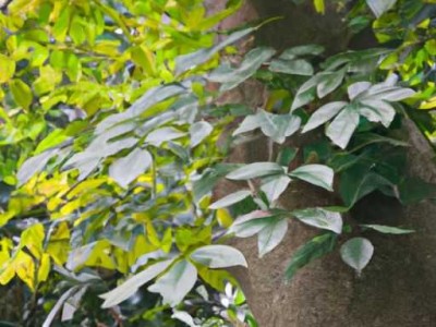 虎斑木及虎斑木属于什么档次？