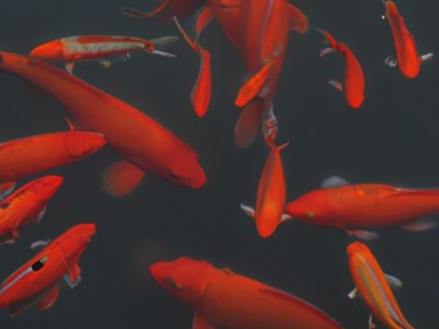 锦鲤：美丽的传统文化符号