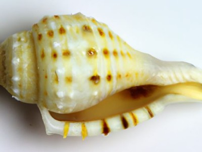 防盗螺母及防盗螺母图片介绍和使用指南