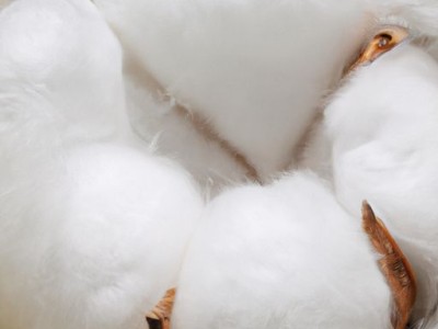 长绒棉和全棉的区别及详细解析