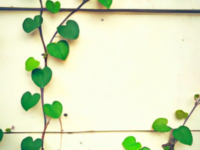 心叶藤和绿萝哪个好养？