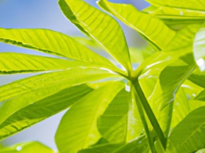 苏木的功效与作用详解