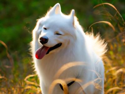 秋田狗：日本国宝级犬种