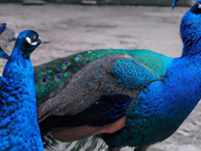 墙面开裂的5种修补方法