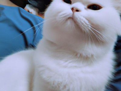 碧荷庭在哪个学校（碧荷庭二期什么时候开工）