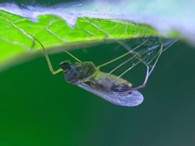 宫廷蚊帐的选择与安装视频教程