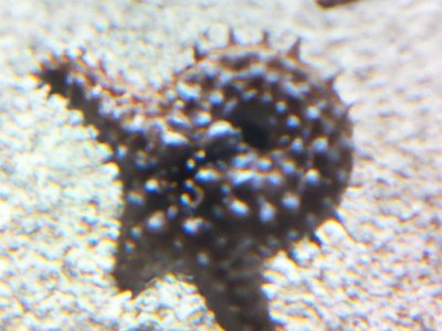 怎样做出好吃的八爪鱼？家常做法详解