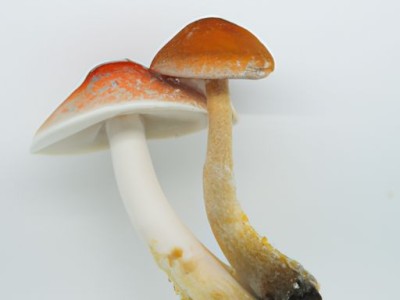 双孢蘑菇及双孢蘑菇图片