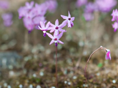 紫菀的功效与作用详解