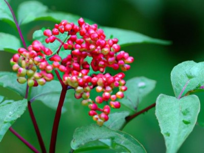 楸木及楸木家具属于什么档次？