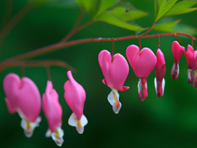 荷包牡丹——打造古典与现代的完美结合