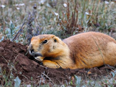 护腰枕的正确使用方法及其益处