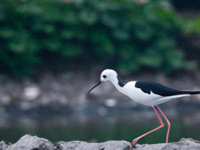 稀释剂及其作用与用途