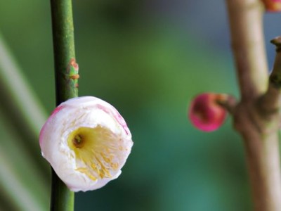 地漏芯怎么拆除更换？详细步骤及注意事项