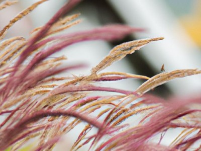 蓬莱草的功效与作用