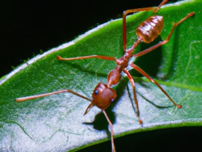 象拔蚌能活塞吗及象拔蚌怎么用