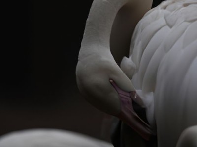 流感H7N9：如何预防和应对？