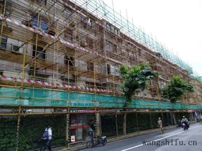 草芦荟（草芦荟图片）