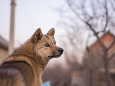 格力狗：一款智能家居的新伙伴