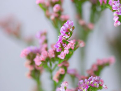 华为手机哪个最好用（华为手机哪个最好用不贵）