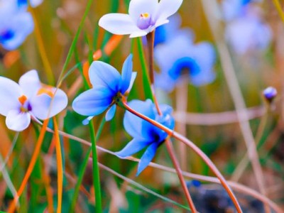 蓝珀的功效与作用价值