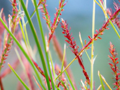 地胆草及其功效与作用