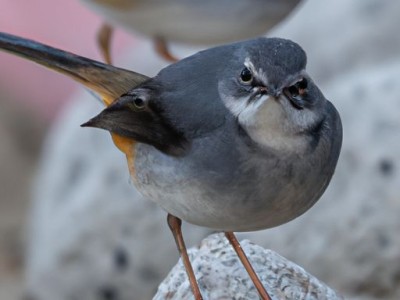开工大吉四句吉言及开工大吉的金句