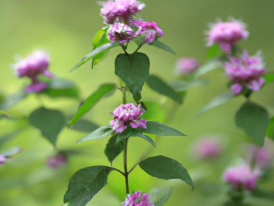 云香草的功效与作用，了解这个神奇植物