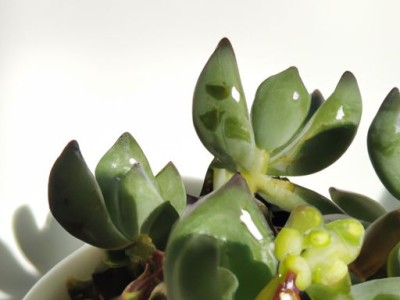 夏天多肉放哪个阳台好？