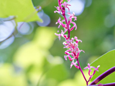 珊瑚藤：美轮美奂的自然之美