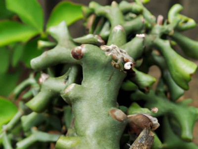 哪个地方有种皂角刺木及哪个地方有种皂角刺木的植物