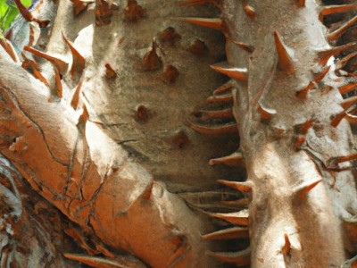 如何养护印度橡皮树？-详解印度橡皮树的养护方法