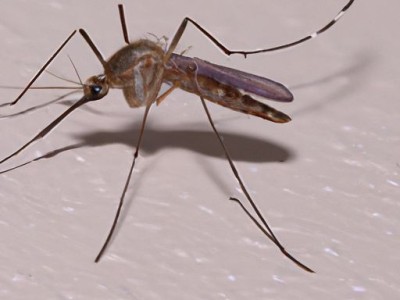 电蚊拍原理及电路图详解：如何制作电蚊拍？