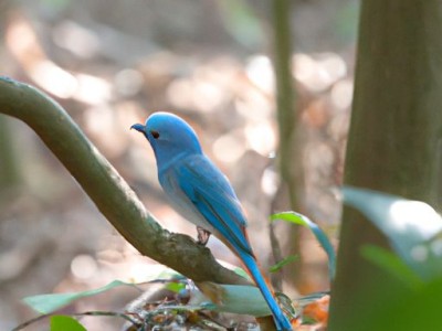 灰莉装修效果图-打造现代简约风格家居