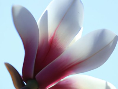 玉兰壁纸哪个系列好及玉兰壁纸哪个系列好看