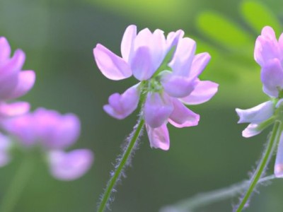 韩信草的功效与作用——了解这个神奇的植物