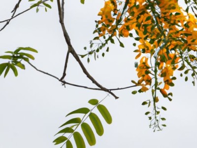 金丝木与胡桃木哪个好？比较两者的优缺点