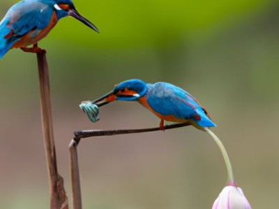 二翅豆和重蚁木哪个好及二翅豆和重蚁木哪个好养